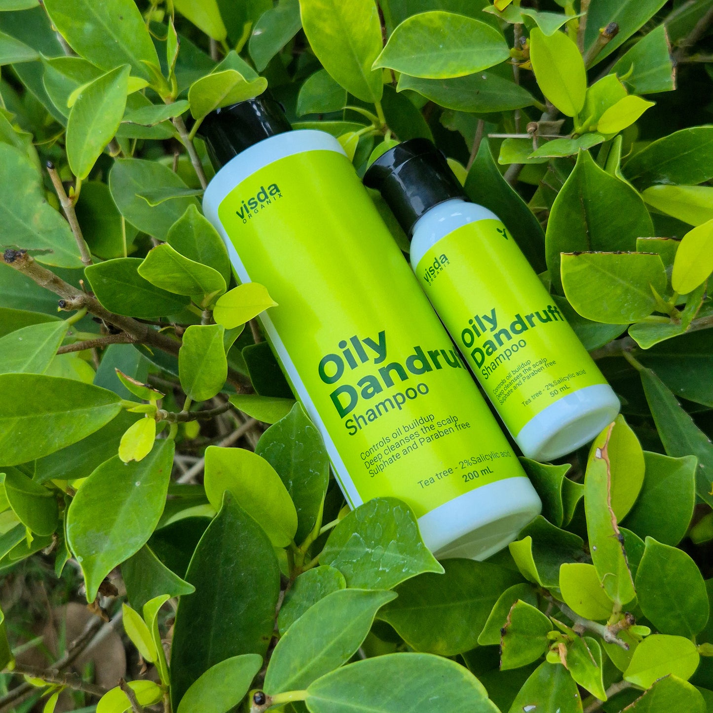 Oily Dandruff Shampoo